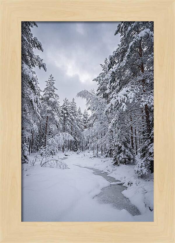 Snowcovered Forest Serenity
