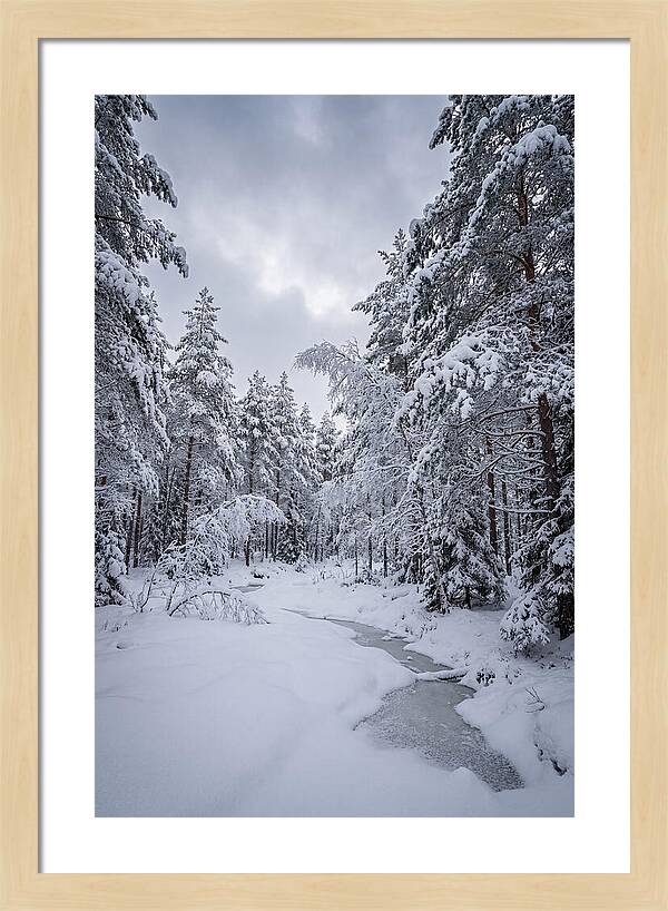 Snowcovered Forest Serenity