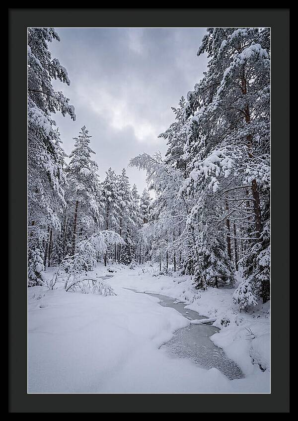 Snowcovered Forest Serenity