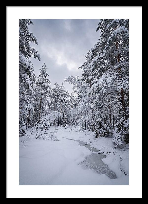 Snowcovered Forest Serenity