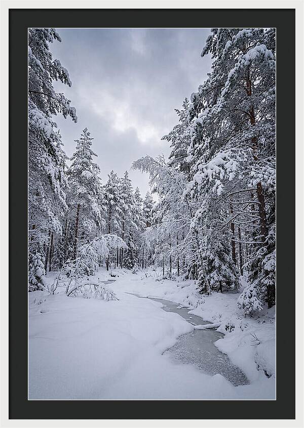 Snowcovered Forest Serenity
