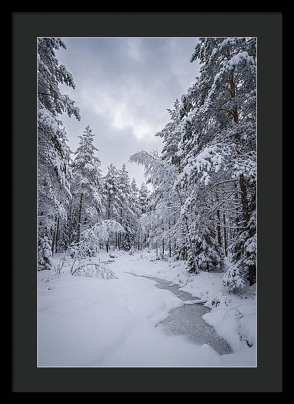 Snowcovered Forest Serenity