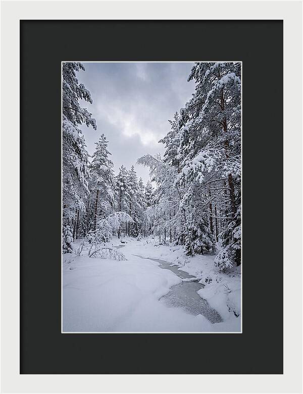 Snowcovered Forest Serenity
