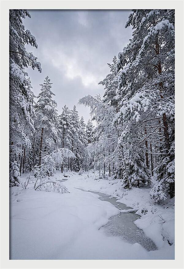 Snowcovered Forest Serenity