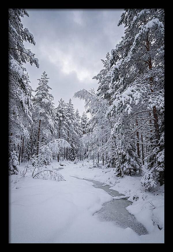 Snowcovered Forest Serenity