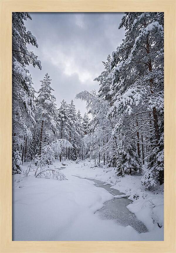 Snowcovered Forest Serenity