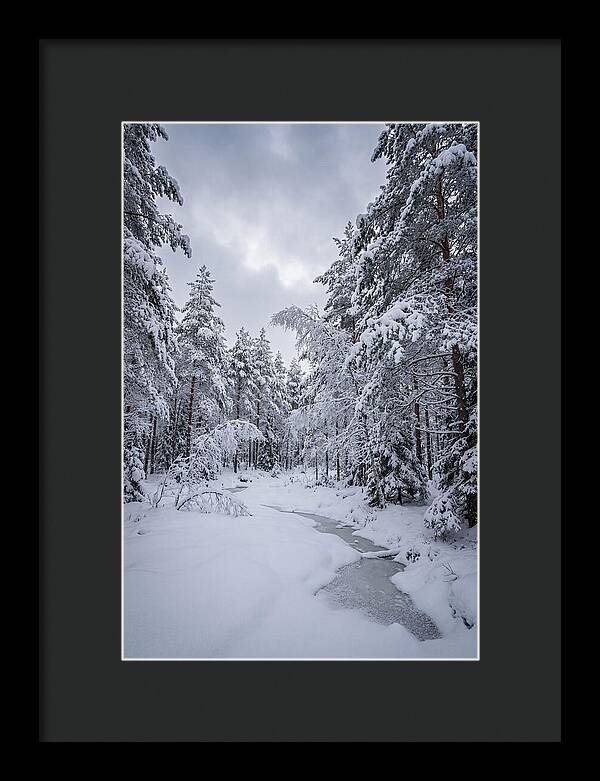 Snowcovered Forest Serenity