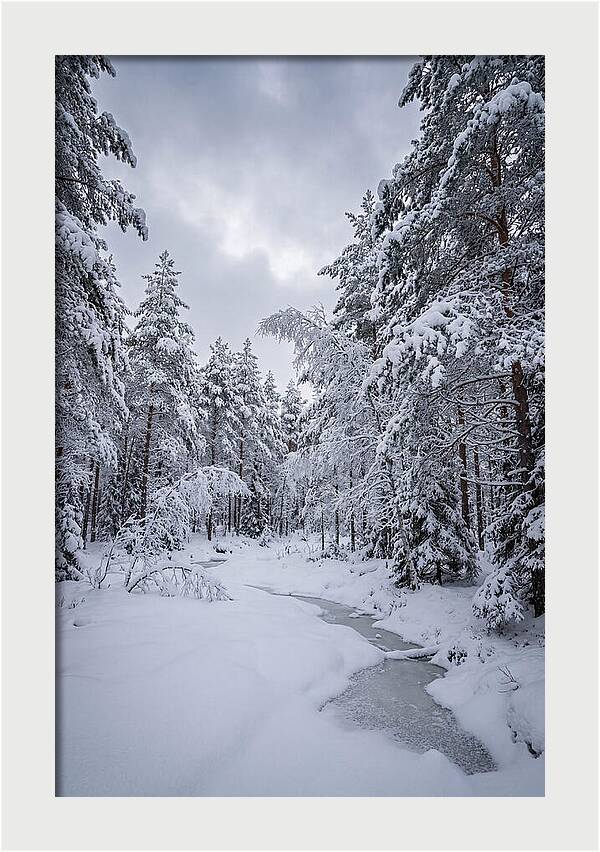 Snowcovered Forest Serenity