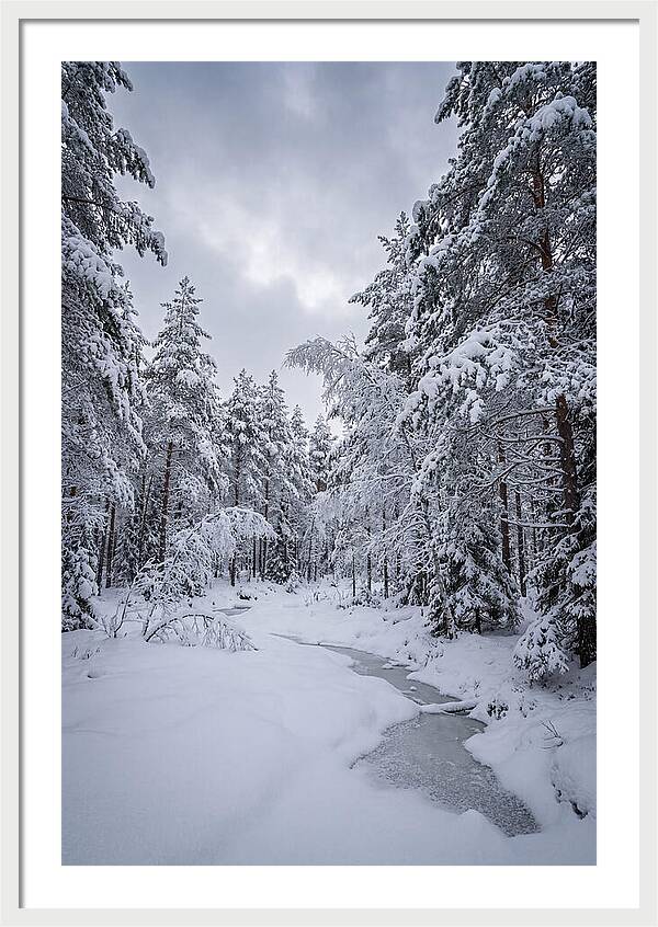 Snowcovered Forest Serenity