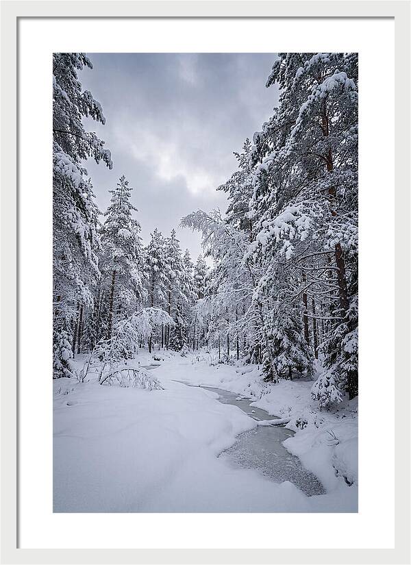 Snowcovered Forest Serenity