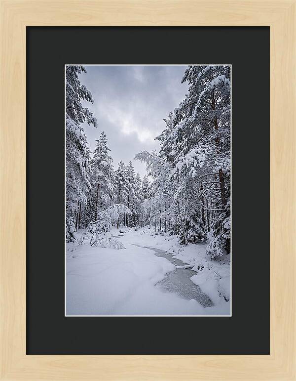 Snowcovered Forest Serenity