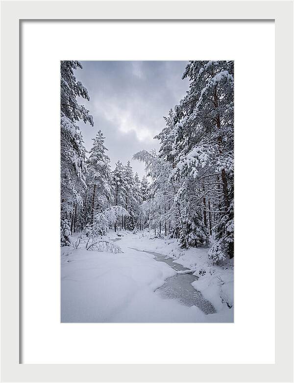 Snowcovered Forest Serenity