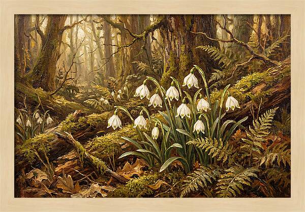 Snowflake Leucojum Bells In Shady Woodland