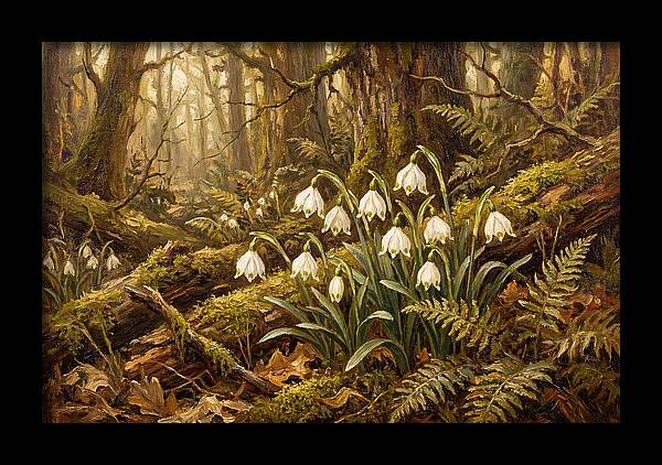 Snowflake Leucojum Bells In Shady Woodland