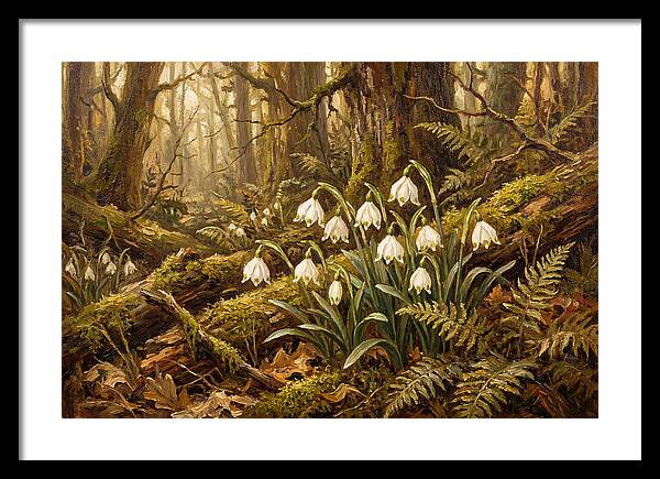 Snowflake Leucojum Bells In Shady Woodland
