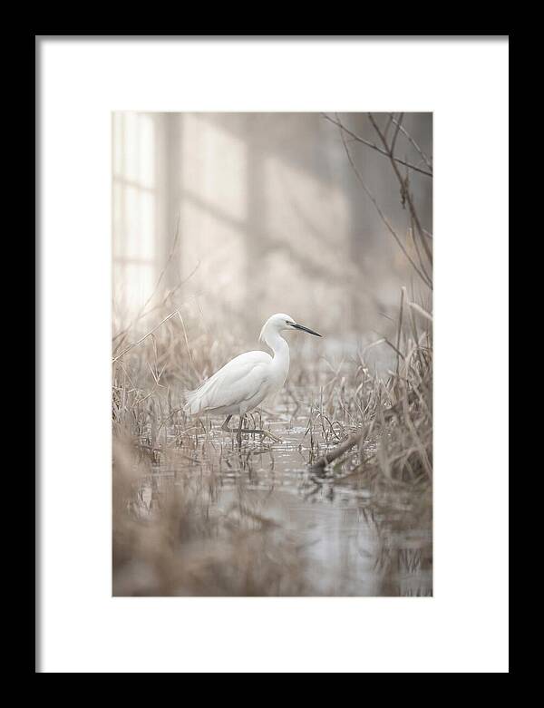 Snowy Egret In Misty Marsh