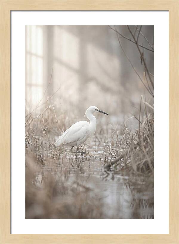 Snowy Egret In Misty Marsh