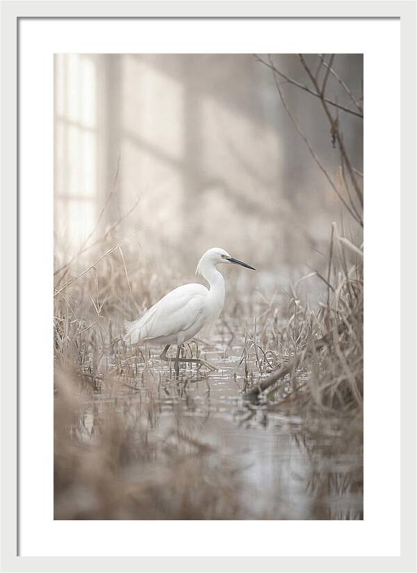 Snowy Egret In Misty Marsh