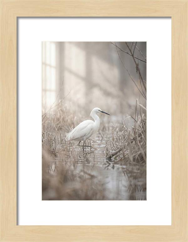 Snowy Egret In Misty Marsh
