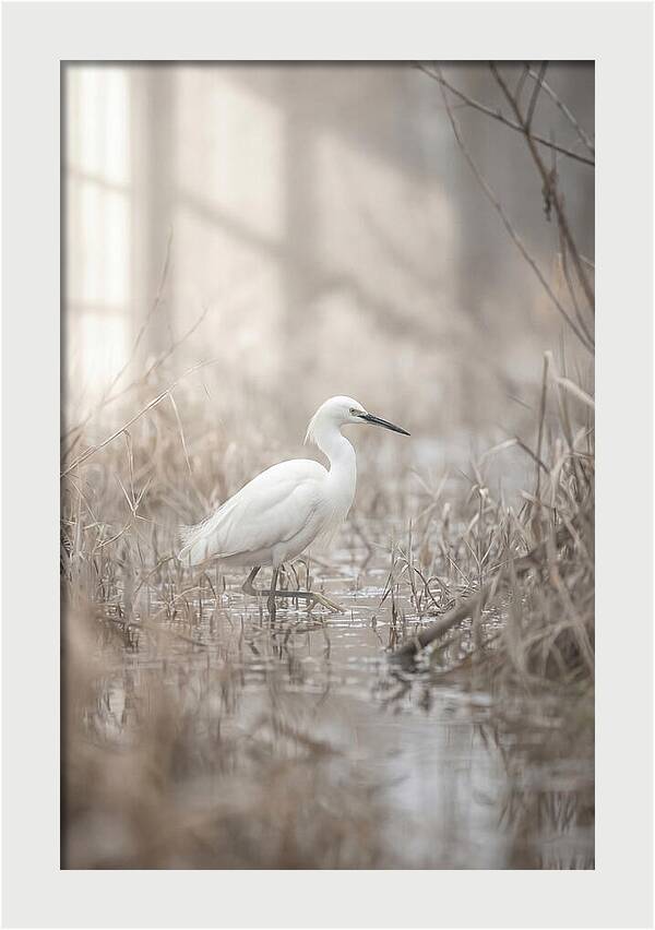 Snowy Egret In Misty Marsh