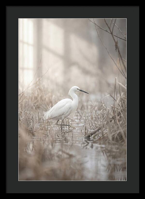 Snowy Egret In Misty Marsh