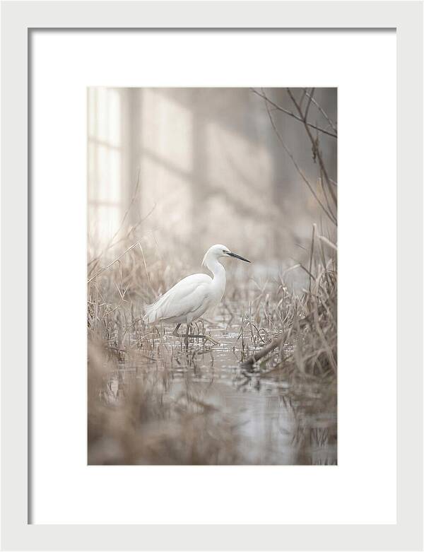 Snowy Egret In Misty Marsh