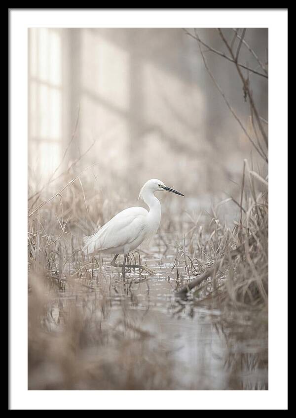 Snowy Egret In Misty Marsh