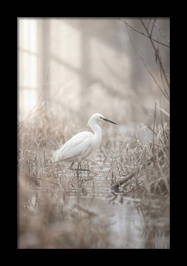 Snowy Egret In Misty Marsh