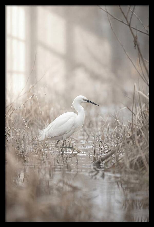 Snowy Egret In Misty Marsh