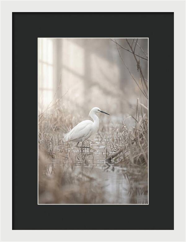 Snowy Egret In Misty Marsh