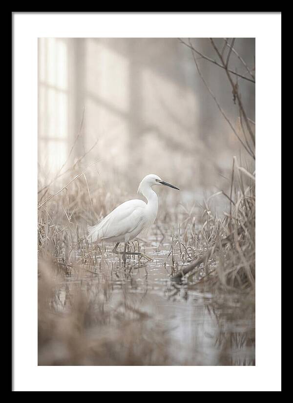 Snowy Egret In Misty Marsh