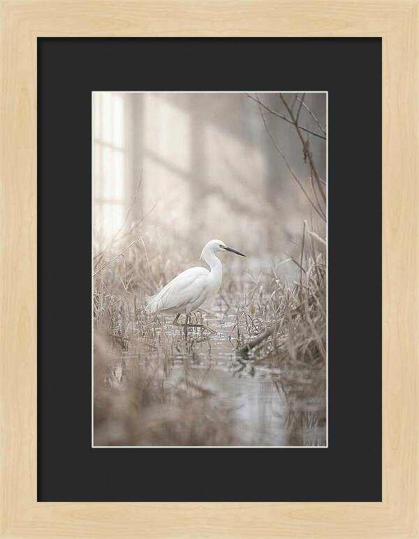 Snowy Egret In Misty Marsh