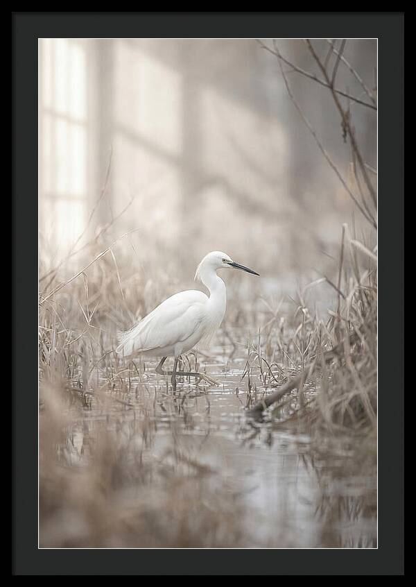 Snowy Egret In Misty Marsh