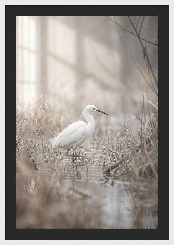 Snowy Egret In Misty Marsh