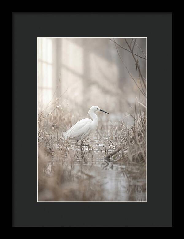 Snowy Egret In Misty Marsh