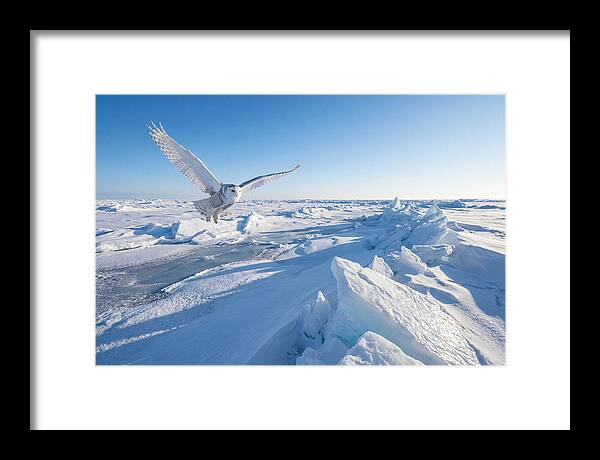 Snowy Owl In Flight
