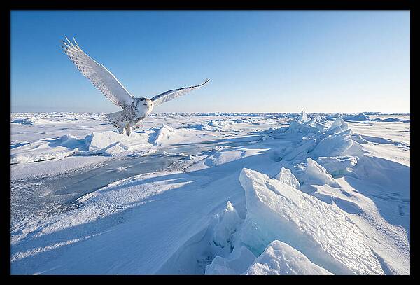 Snowy Owl In Flight