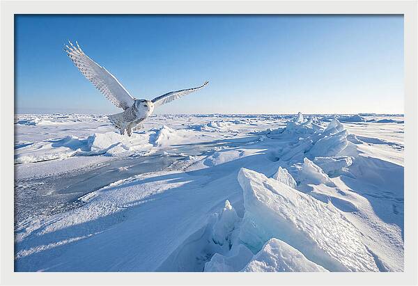 Snowy Owl In Flight