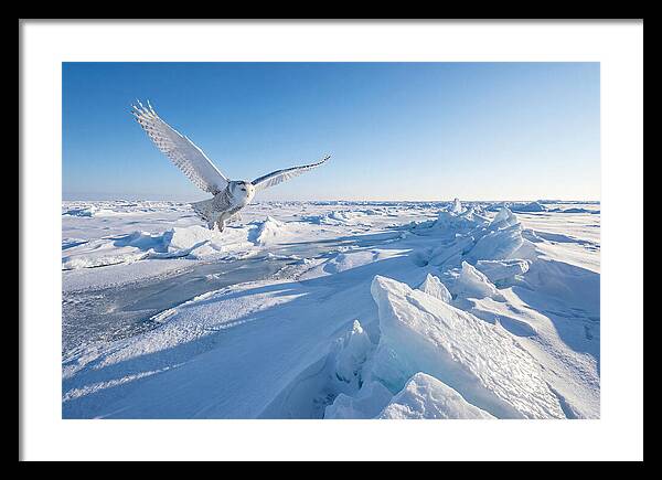 Snowy Owl In Flight