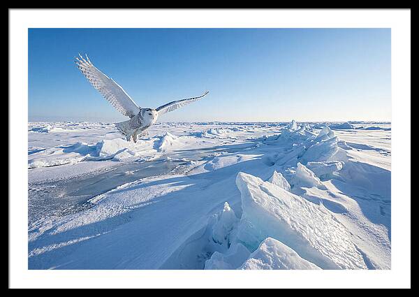 Snowy Owl In Flight
