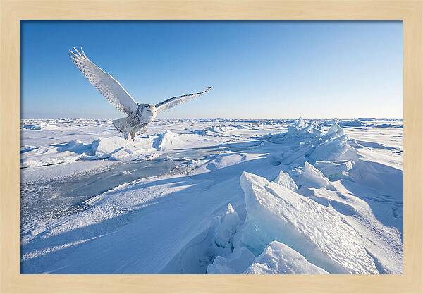 Snowy Owl In Flight