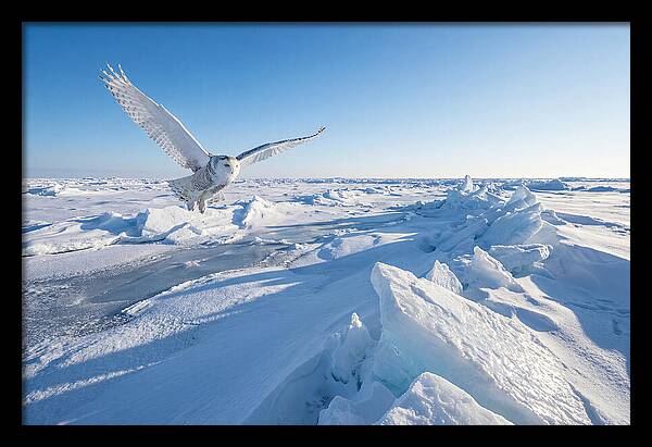 Snowy Owl In Flight