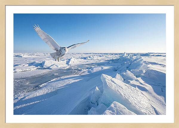 Snowy Owl In Flight