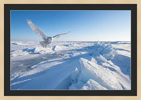 Snowy Owl In Flight