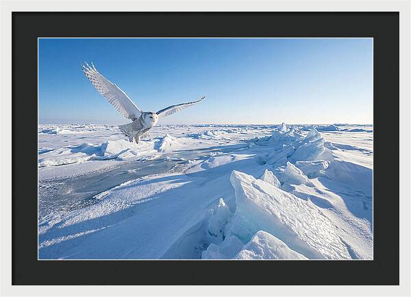 Snowy Owl In Flight