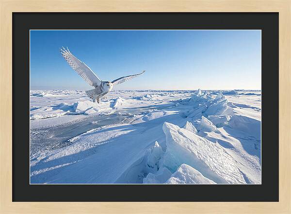 Snowy Owl In Flight