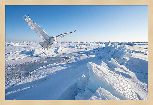 Snowy Owl In Flight