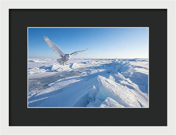 Snowy Owl In Flight