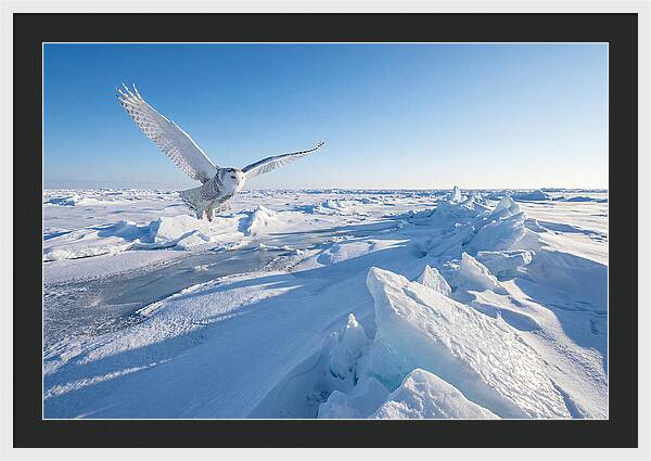 Snowy Owl In Flight