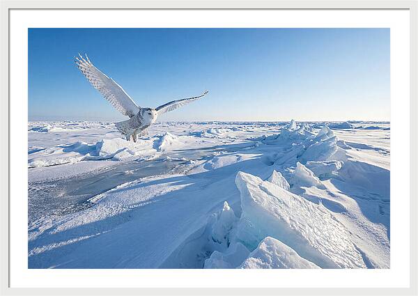 Snowy Owl In Flight